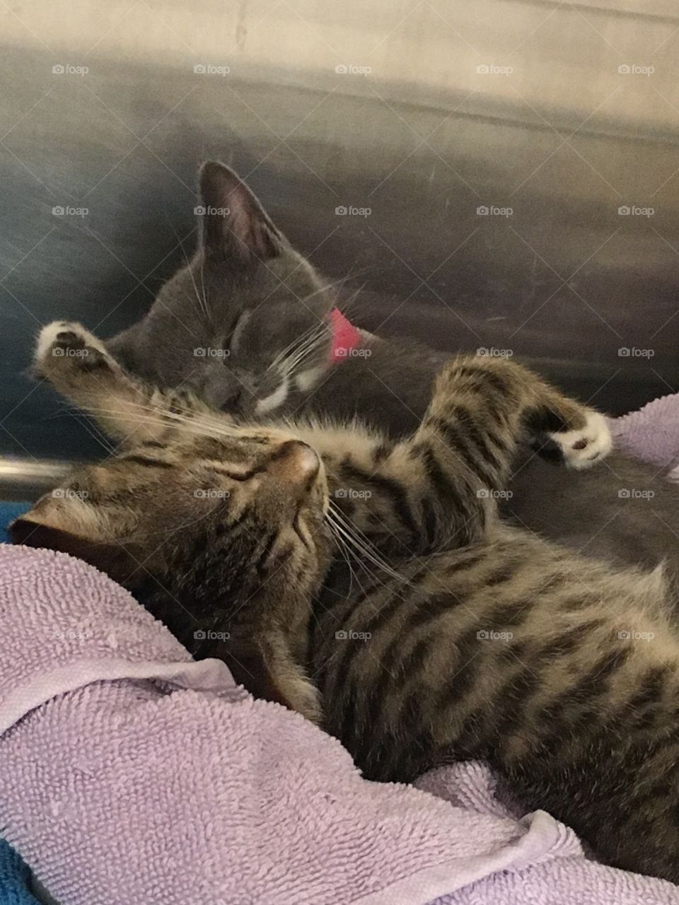 Kittens up for adoption at PetSmart 