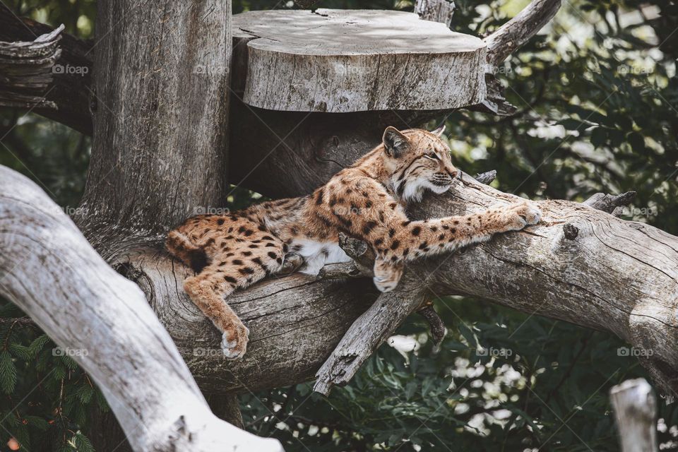 Eurasian lynx in the shadow resting in the tree