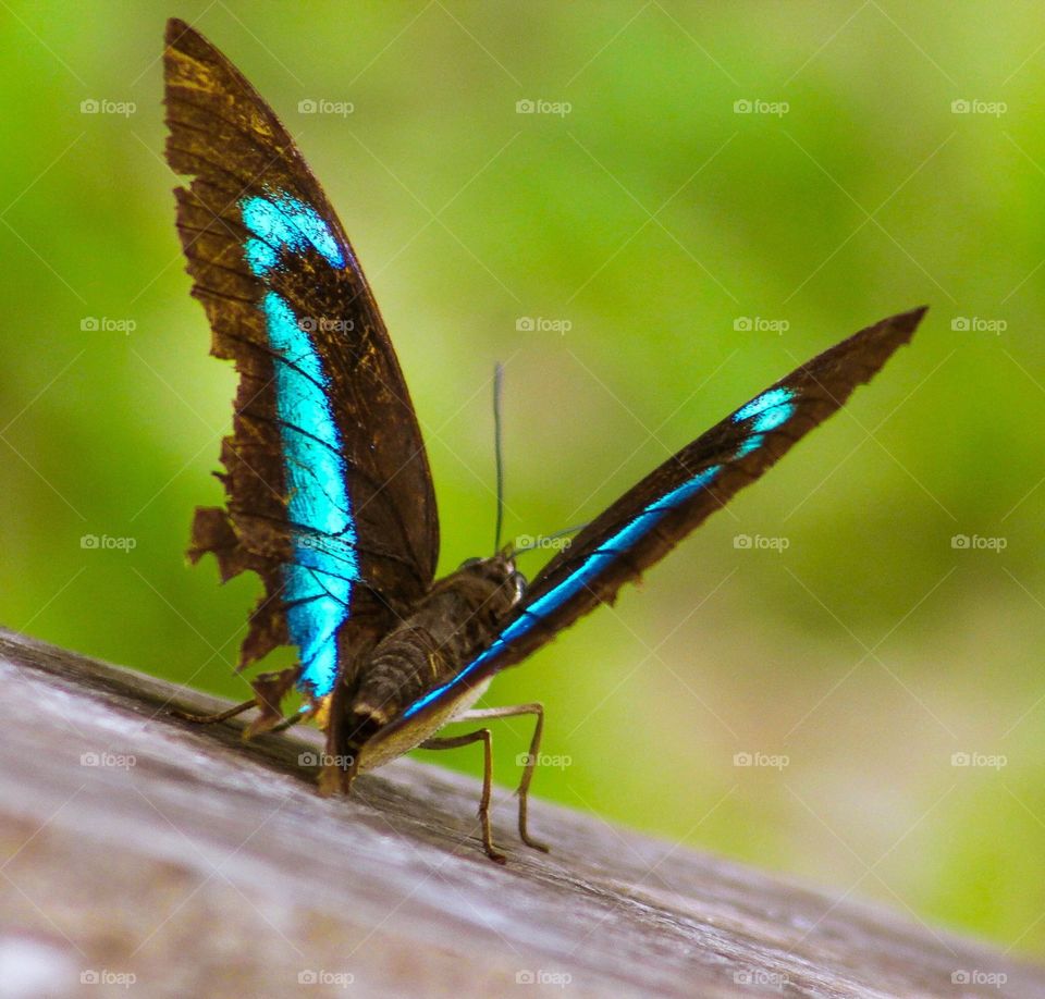 Amazing butterfly!