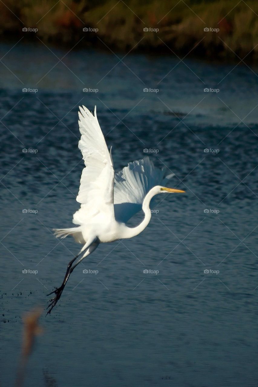 Egret in-flight 1