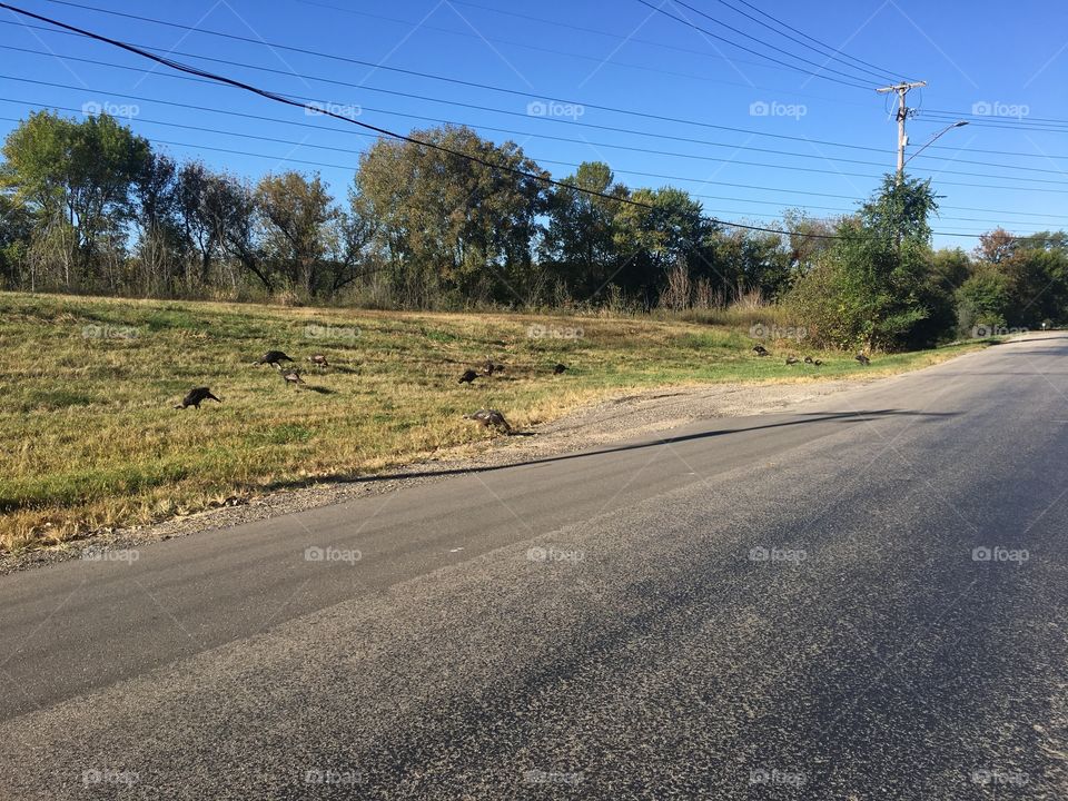 Turkeys alongside the road