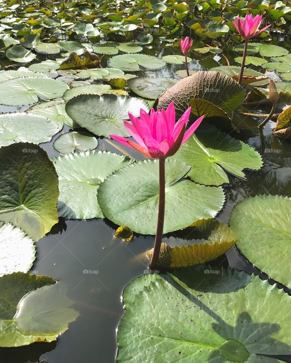 An lotus flower
