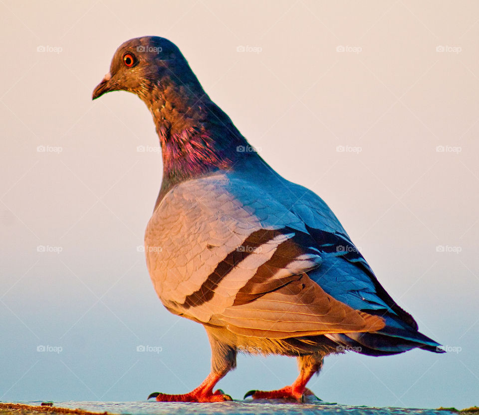 pigeon bird
