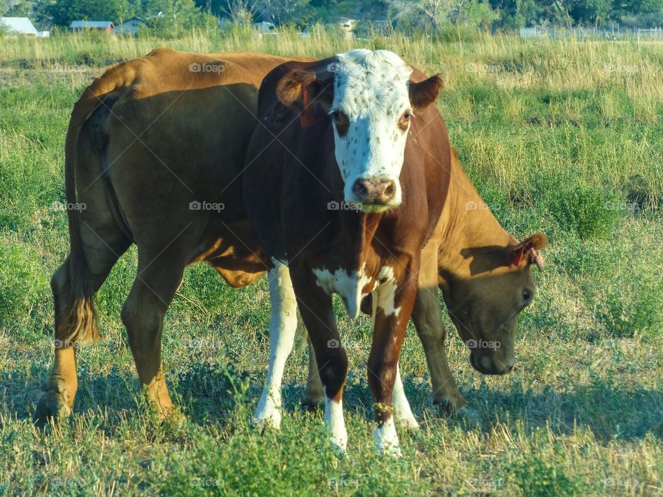 Cows on a pasture