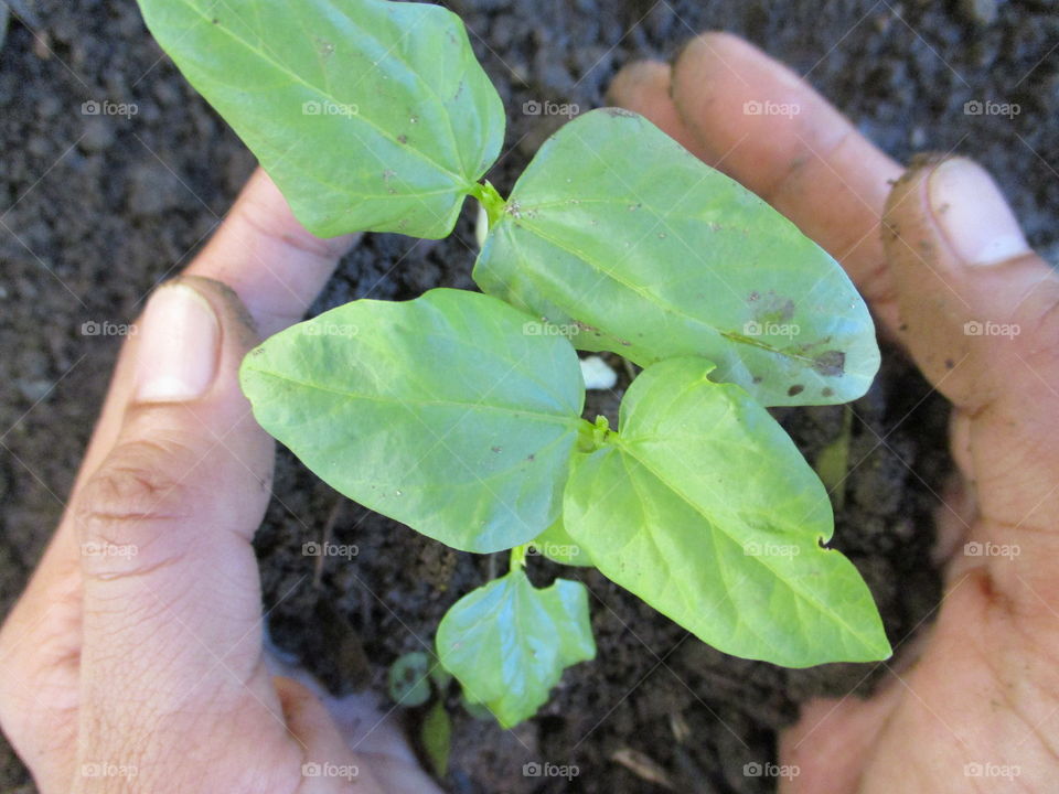 High angle view of person planting plant in soil