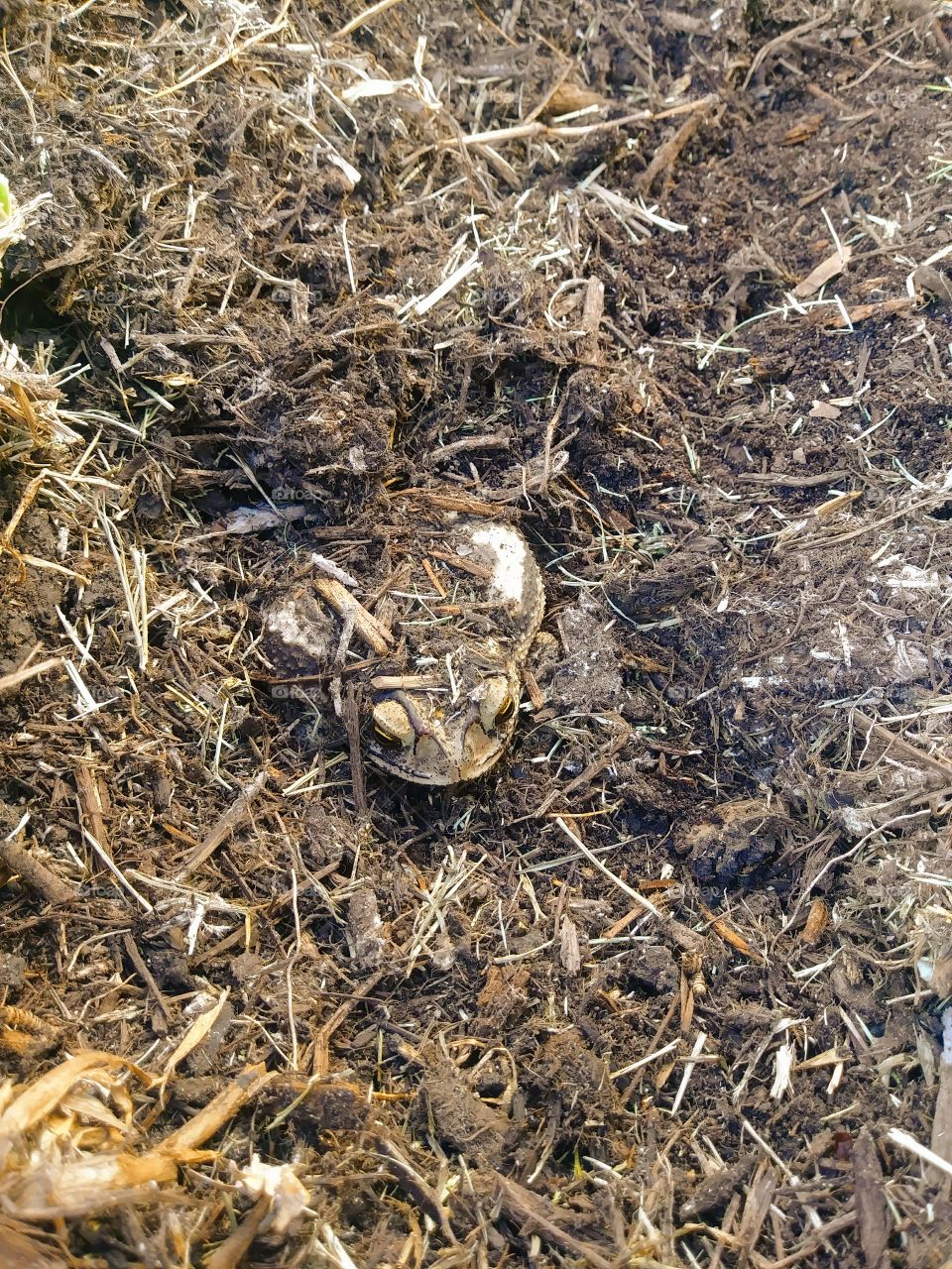 Frog in mulch