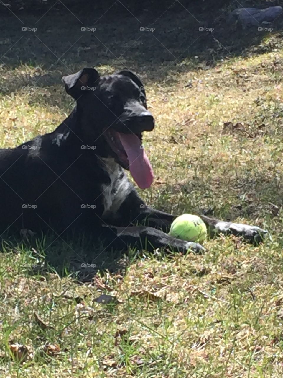 Puppy playing with ball