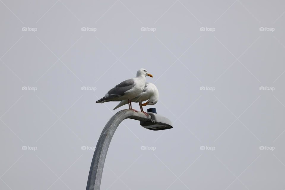 Seagulls on a lamppost 