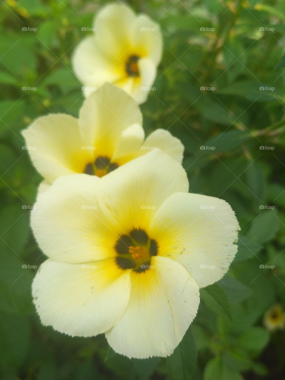 white flora, garden