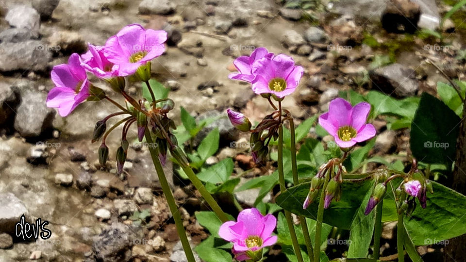 Learn from wild flowers among shrubs that have no reason to smile but be able to impress us with its beauty