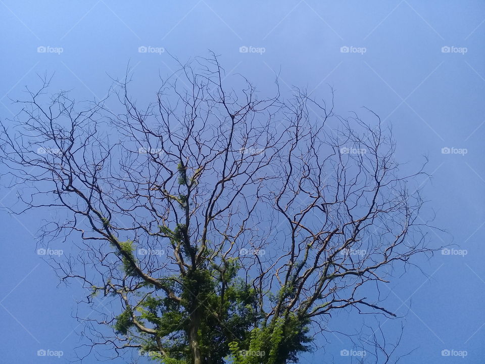 Tree in autumn . No leaves.