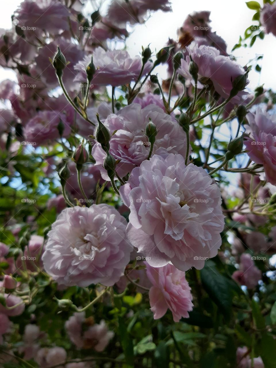 flowers ( tree)