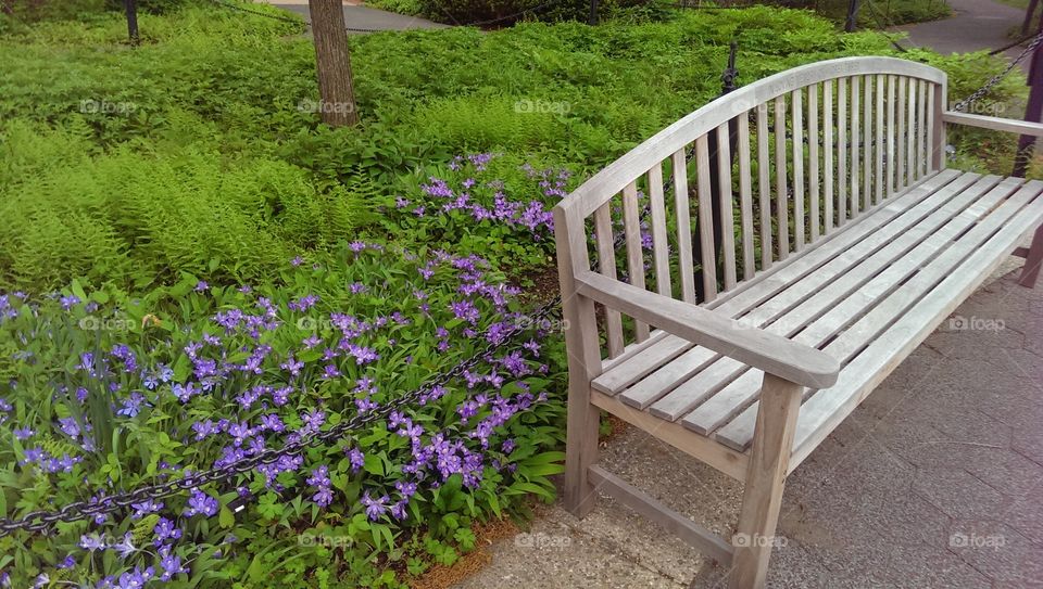 Empty bench/Spring flowers