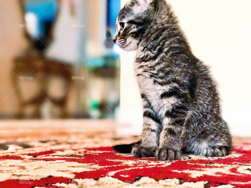 Kitten siting on carpet