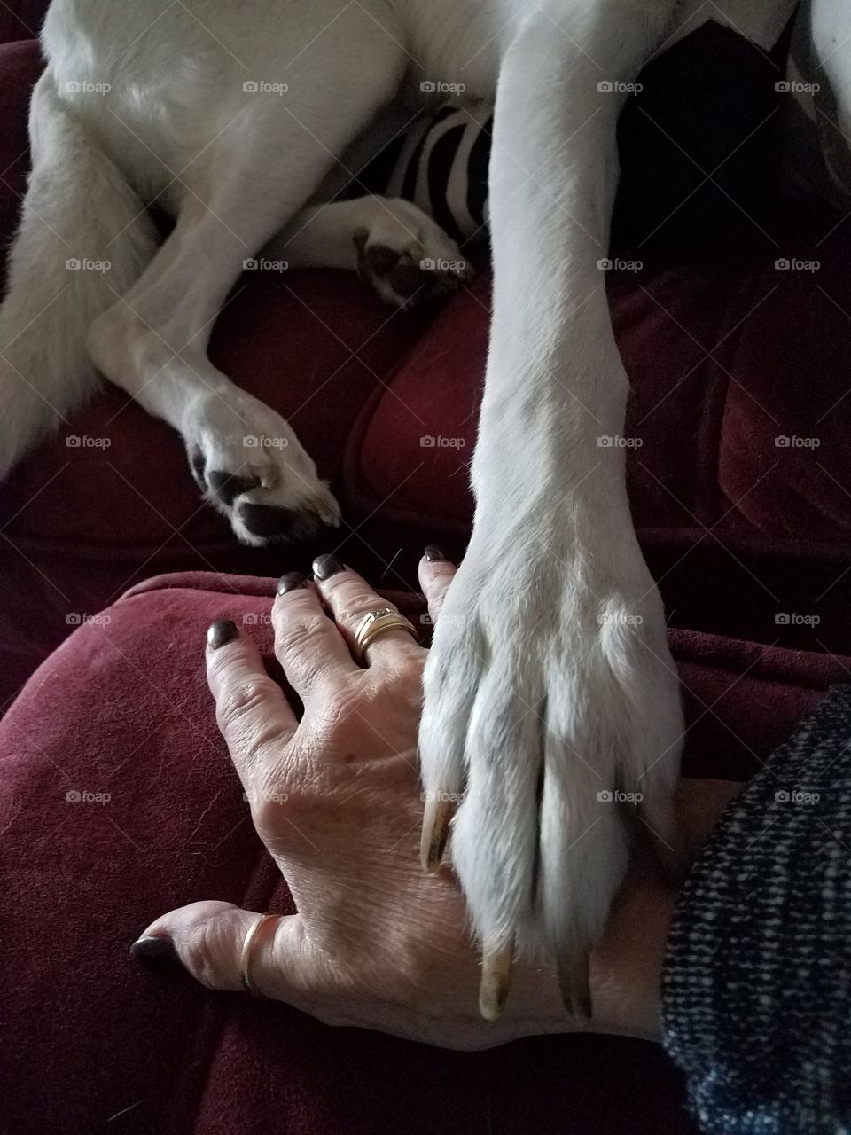 paw holding
