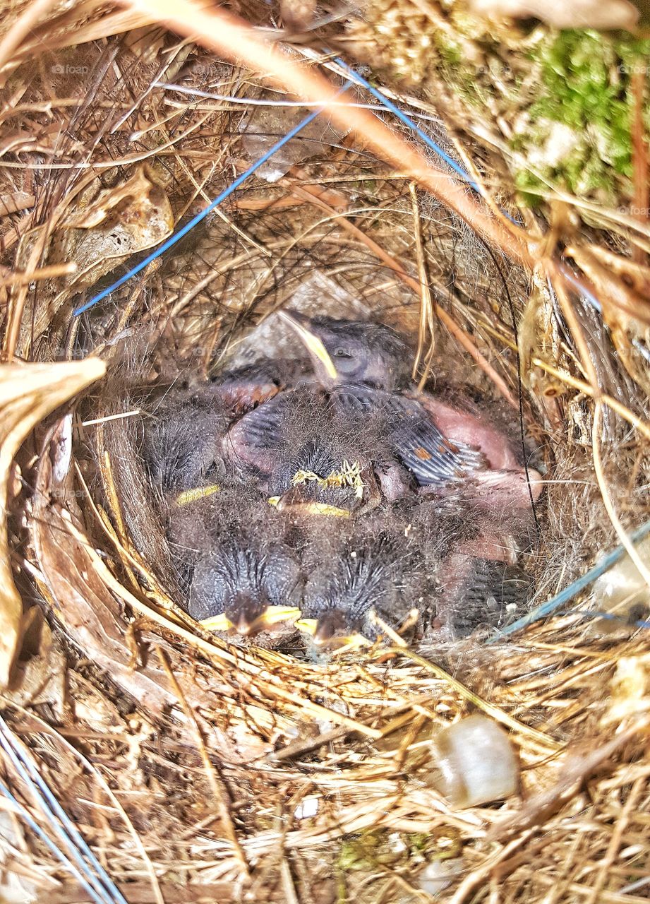 newly hatched baby birds