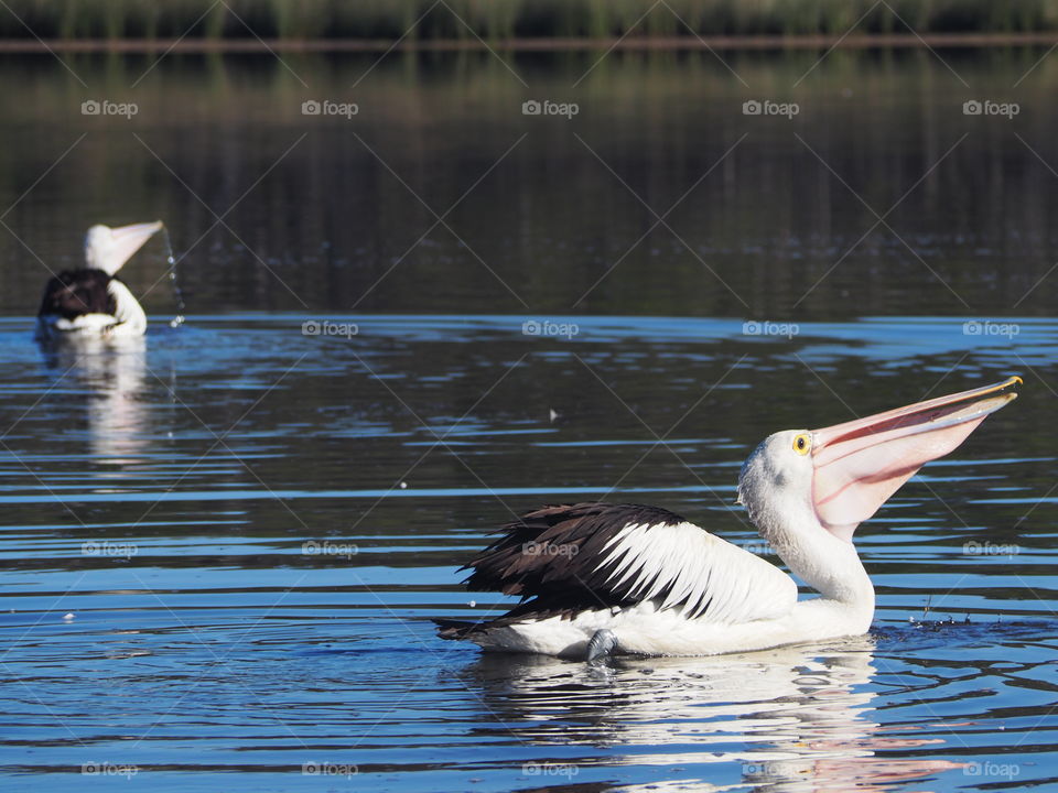 Pelicans on lake