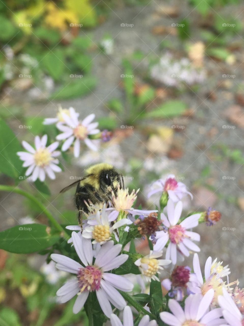 A bee on a flower doing its work