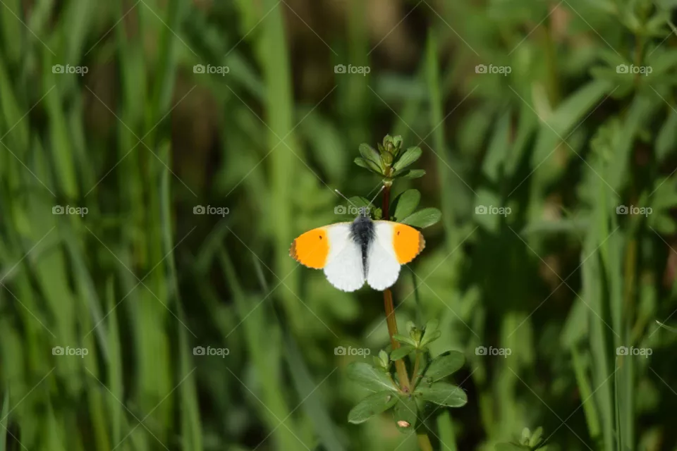 beautiful butterfly