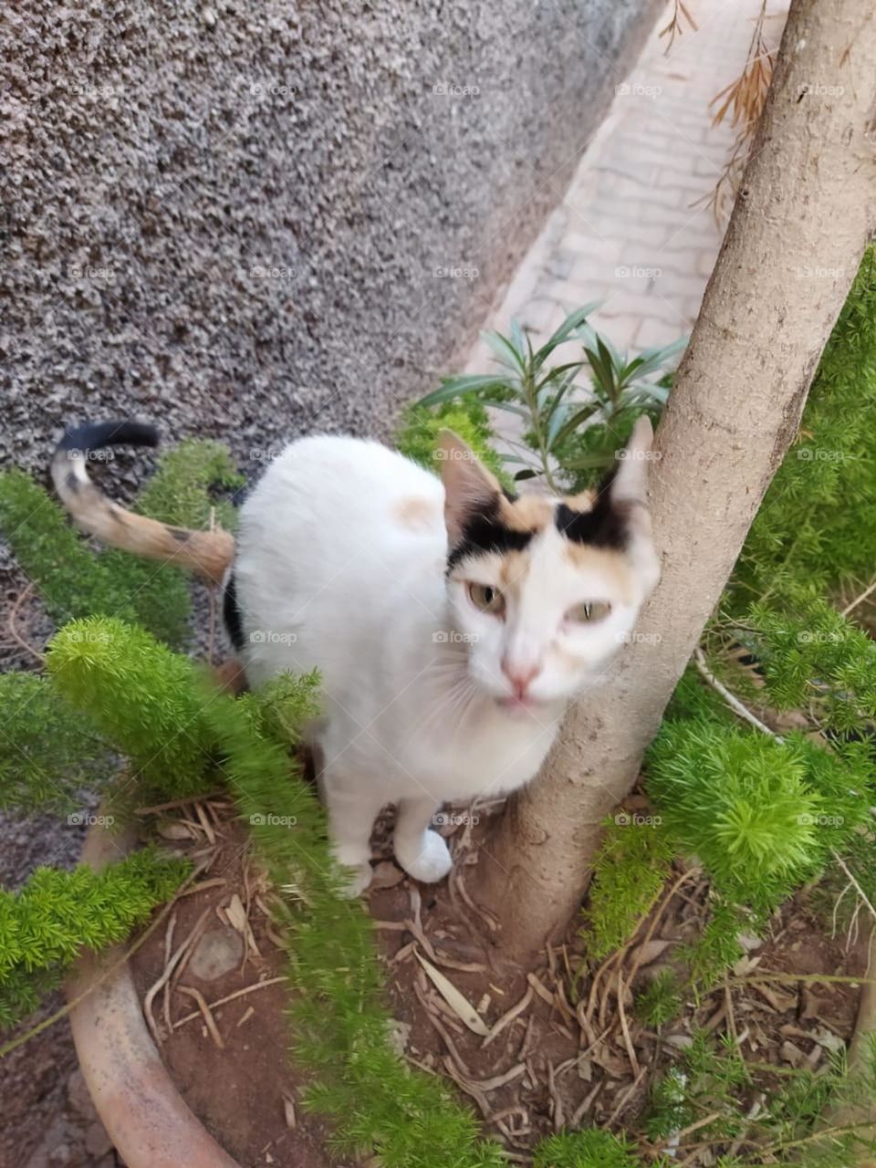 Beautiful cat looking at camera.