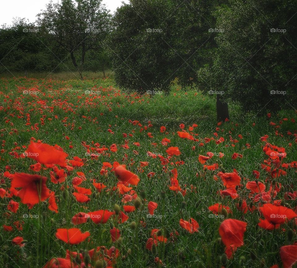 Poppies