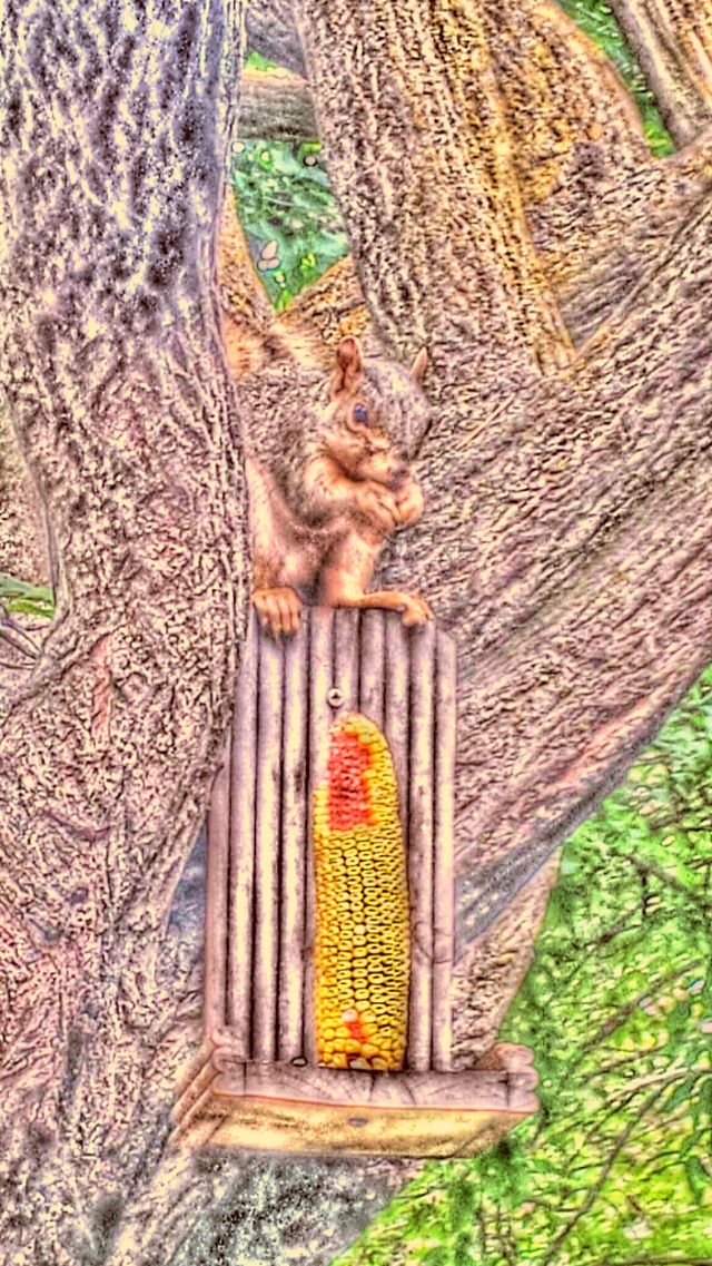 "Squirrel Eating Corn". Squirrel Eating Corn In Tree