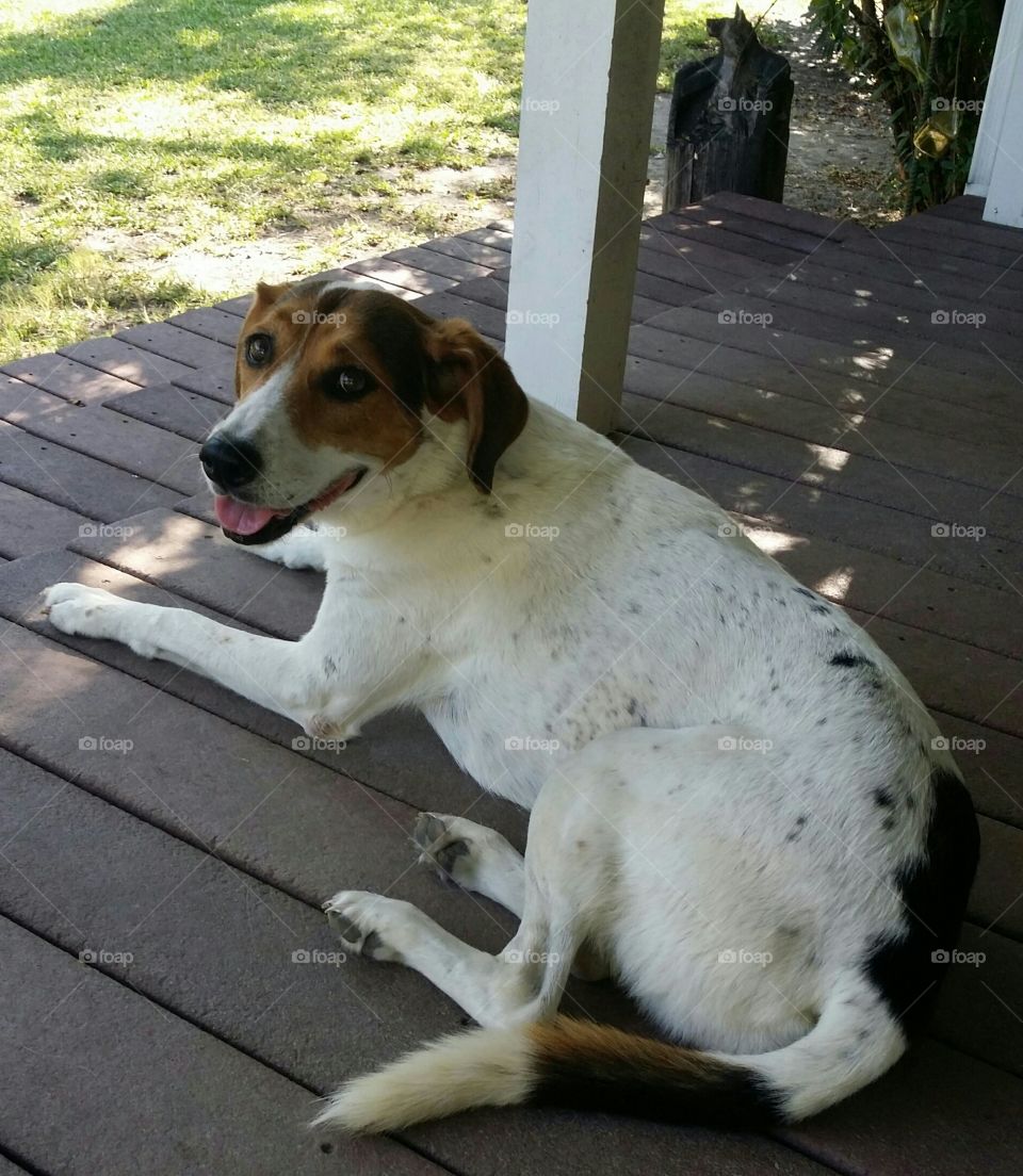 Sweetest Porch Dog Ever