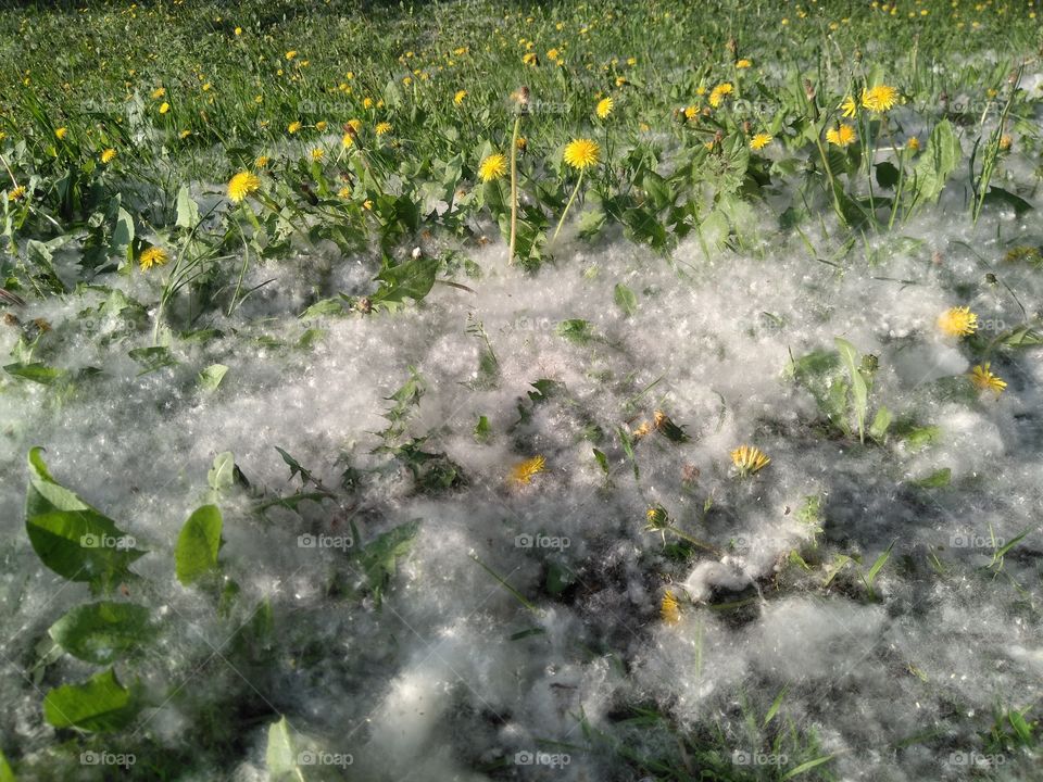 dandelions in the park weather summer time