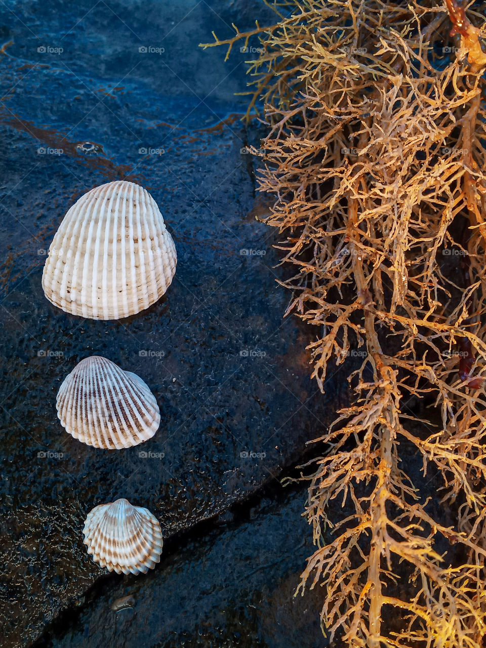 three seashells with an aquatic plant