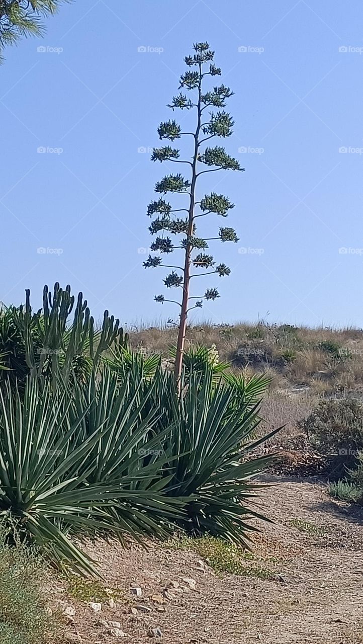 Agave