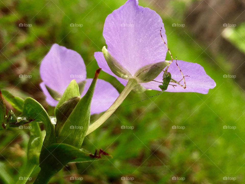 Green bug on a purple flower