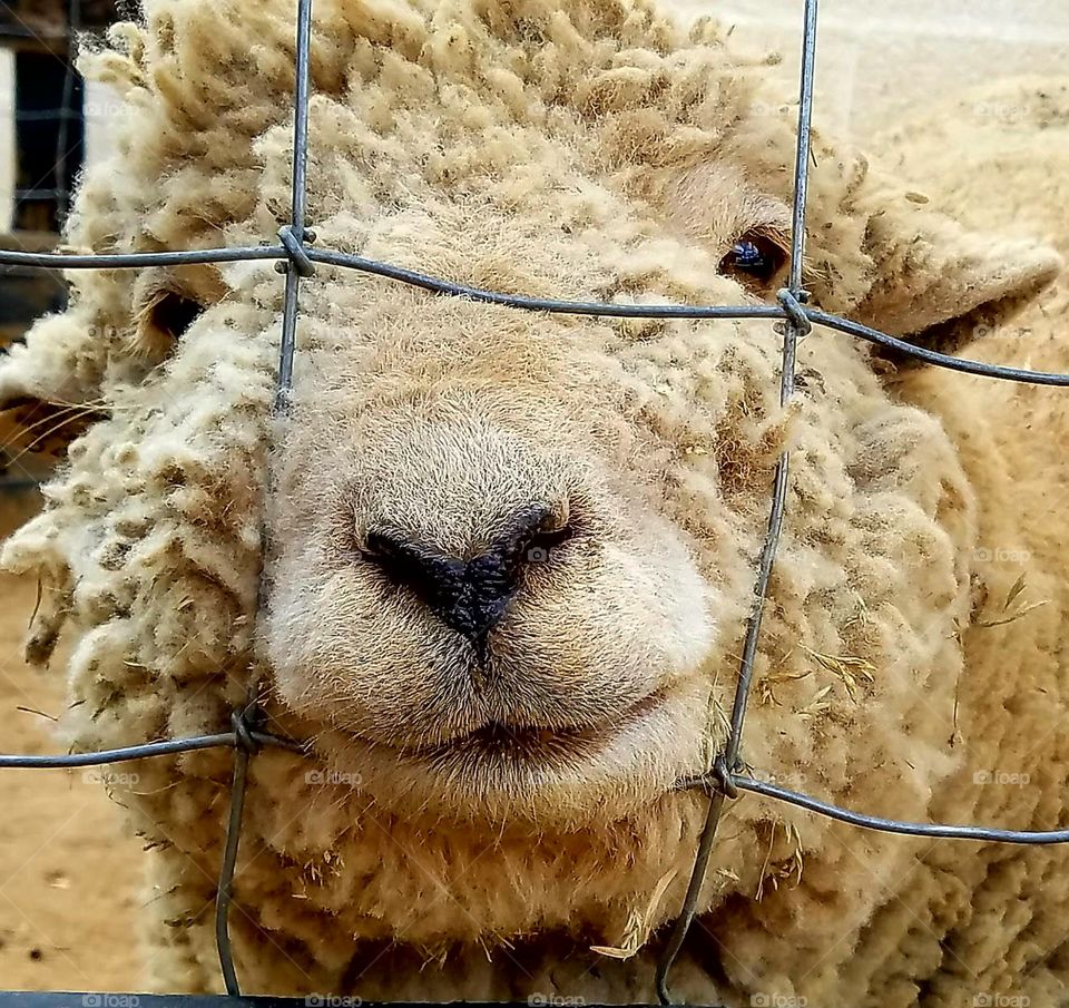 Happy Sheep