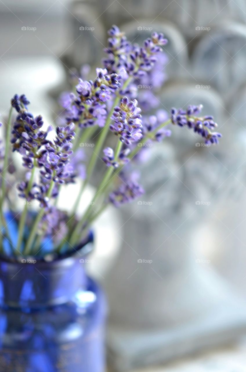Magical Lavender