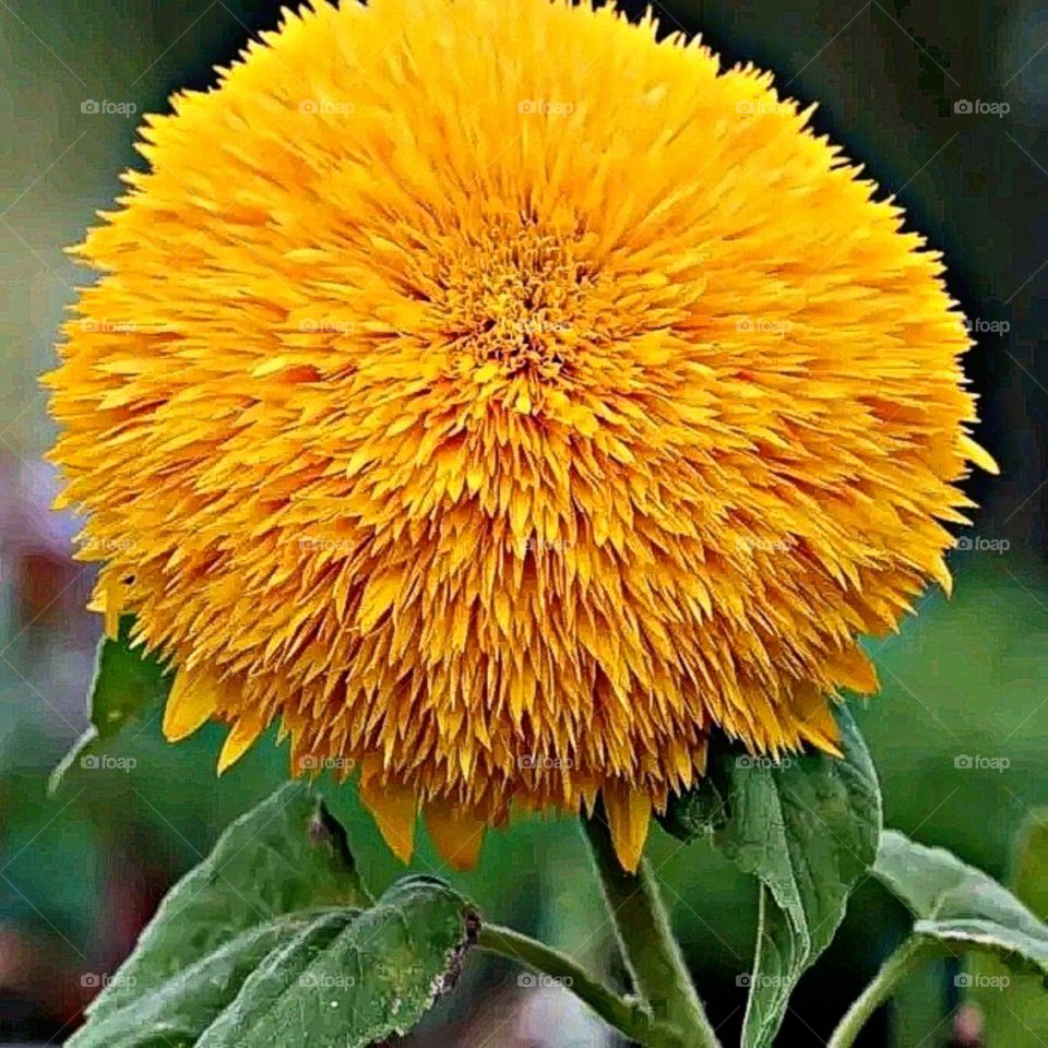 most beautiful and attractive flowers in the garden.