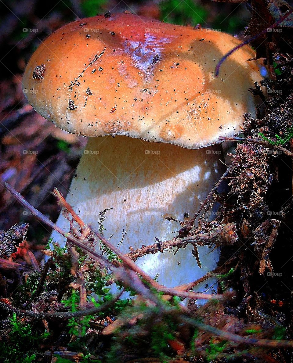 White mushroom, in the rays of the sun. White mushroom among branches and green moss.