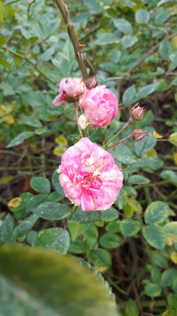 зимова троянда