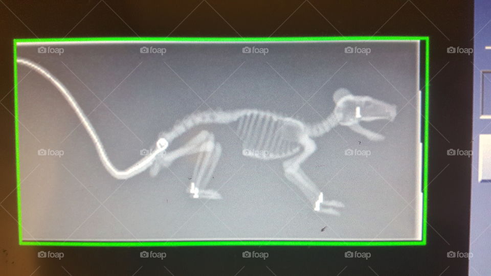 rat skelaton