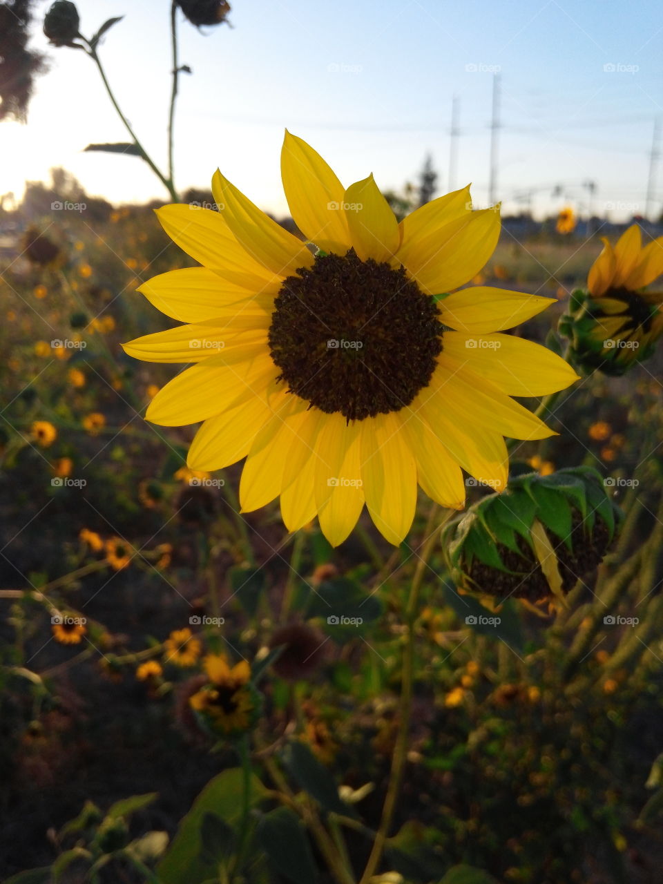 sunflower power