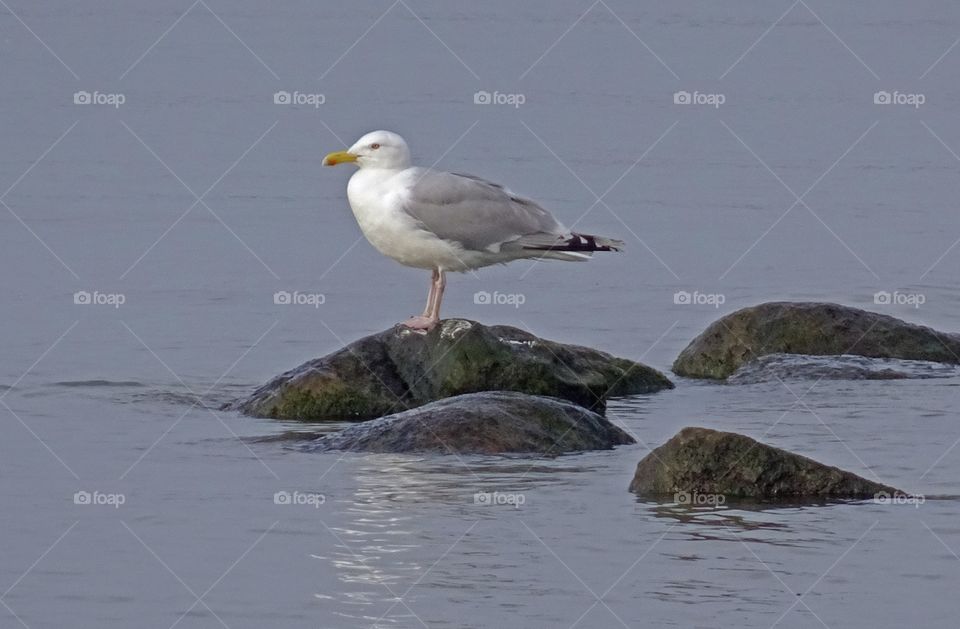 Seagull perching on rock hallevik sweden