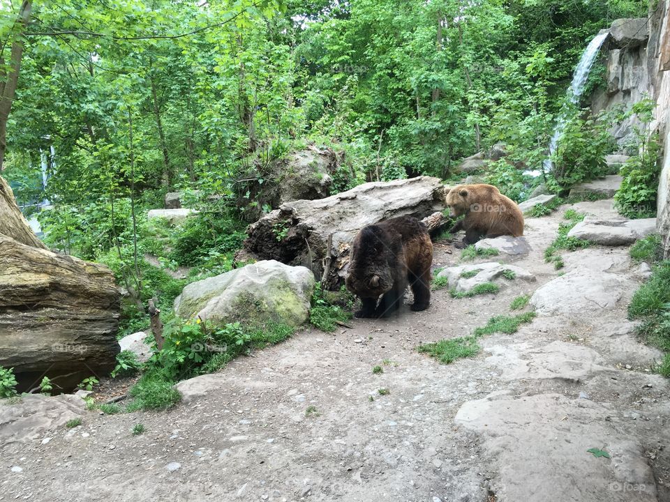 Bears 