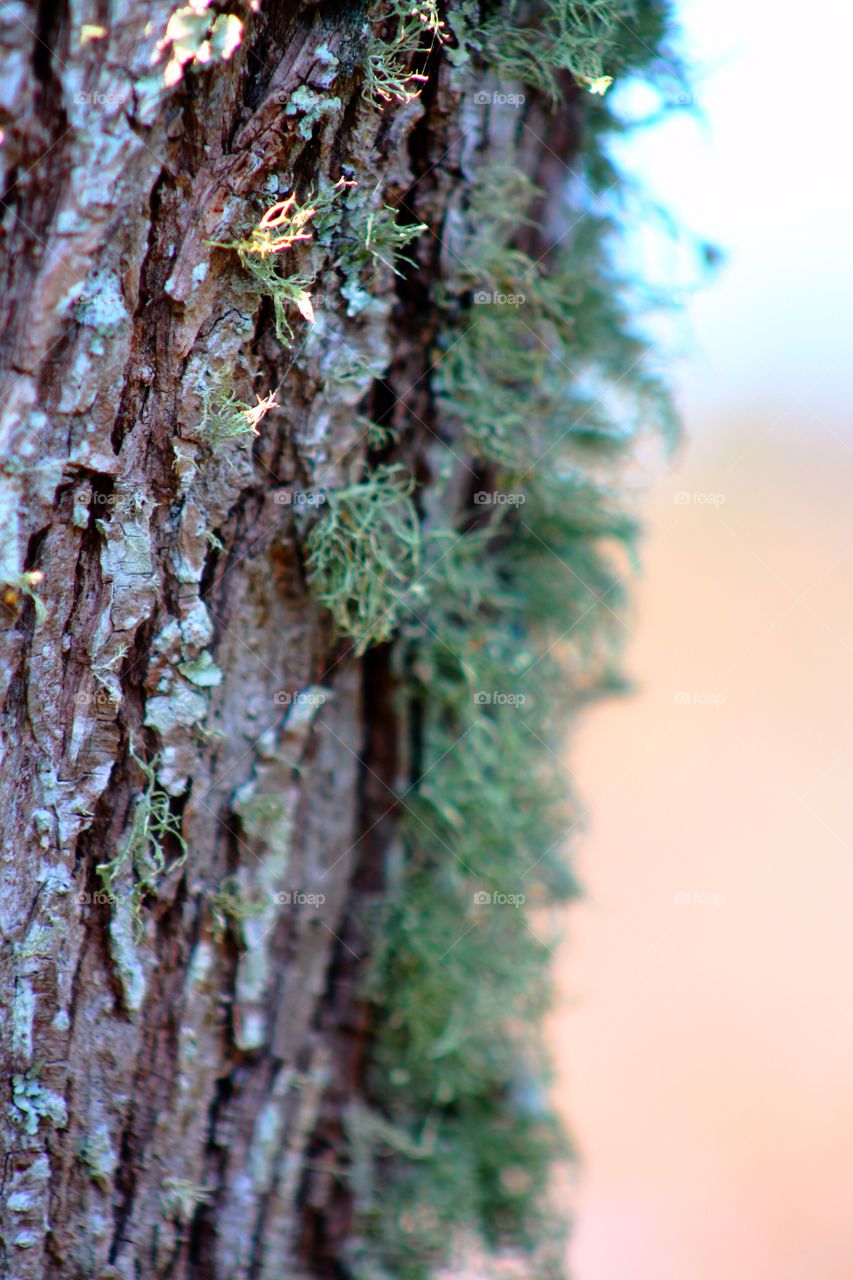 Moss on tree trunk