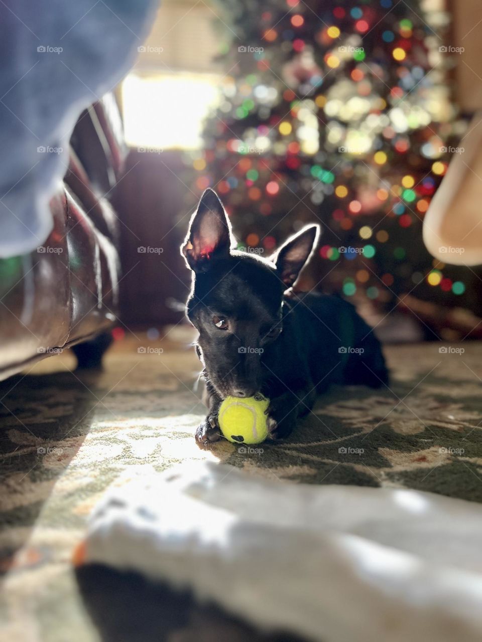 Tiny black dog lying on rug playing with a small yellow ball. The low angle view highlights the sun streaming in the window, and colorful Christmas tree out of focus on the background. A larger dog’s paws barely visible in the immediate foreground 