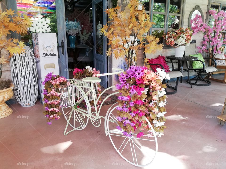 Libélula, San Pedro Sula, Honduras