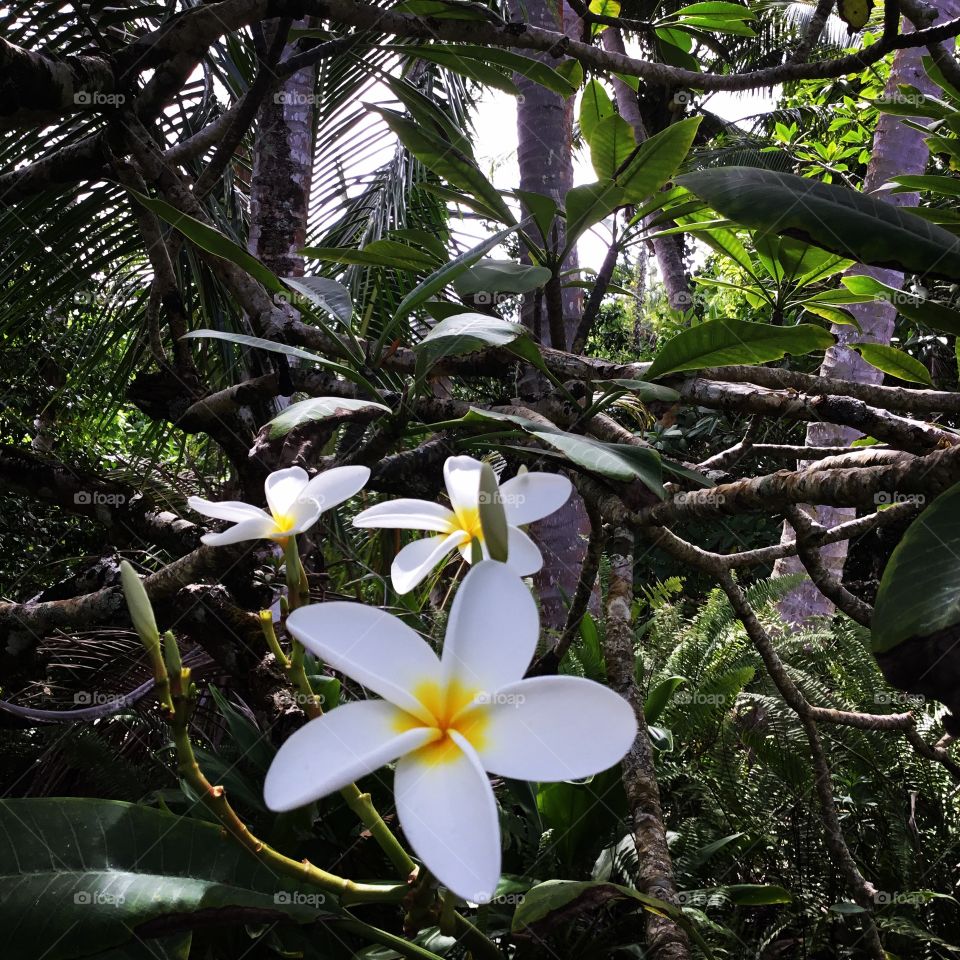 Beautiful plumeria - wear it over your right ear if you are single, and the left ear to indicate that you are in a relationship.