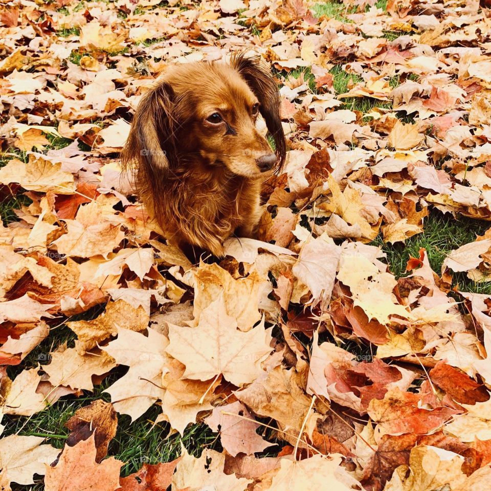 I love autumn 🍂 Let’s play together 