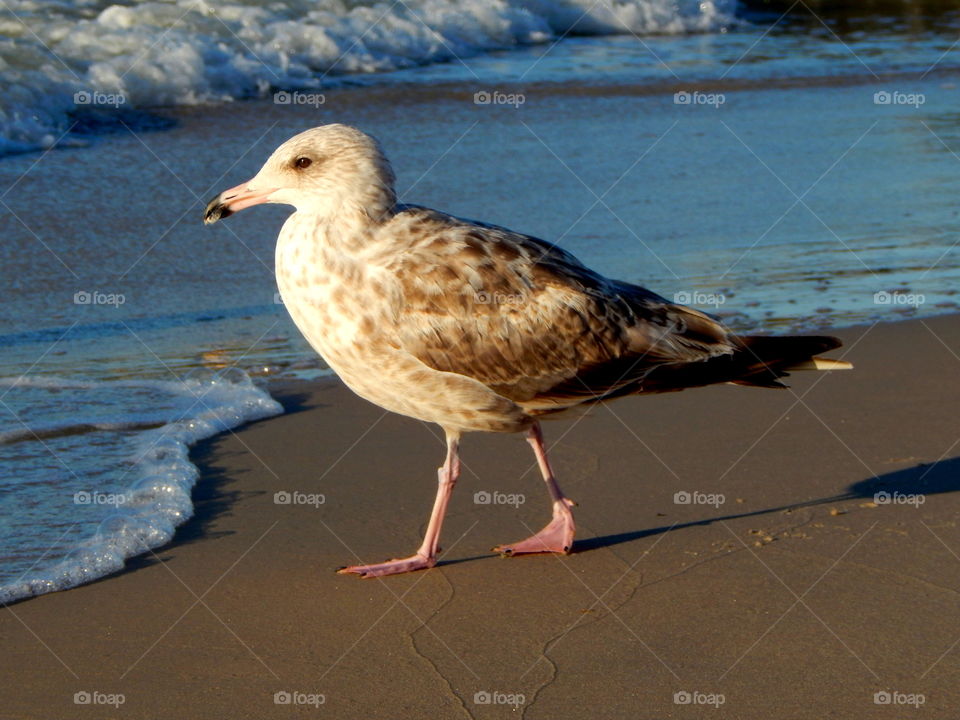 Seagull walking on the beach