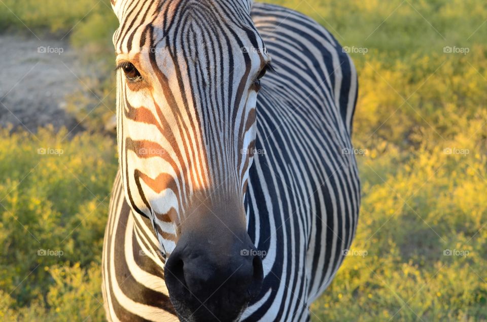 Zebra