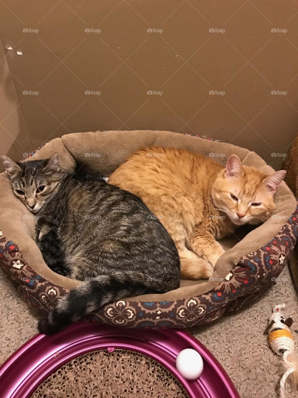 my 2 cats sharing a bed