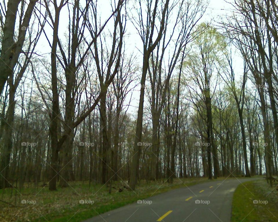 Trail Through the Forest