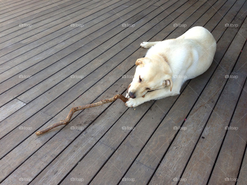 outdoors white playing australia by splicanka